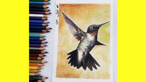 آموزش پرنده مرغ مگس خوار